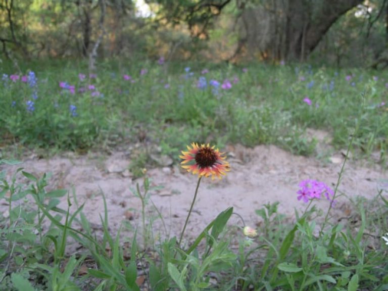 1489001106Prairie-gaillardia-Gaillardia-aestivalis-var-aestivalis-form2.jpg