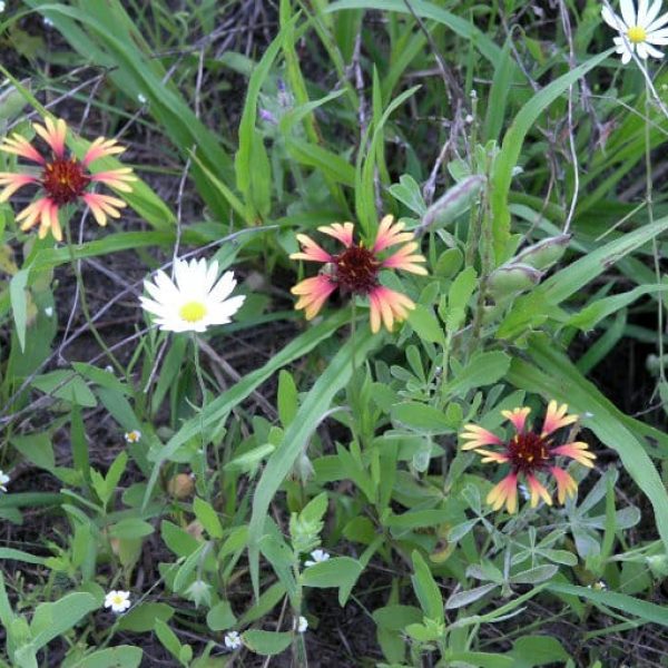 1489001115Prairie-gaillardia-Gaillardia-aestivalis-var-aestivalis-form4.jpg