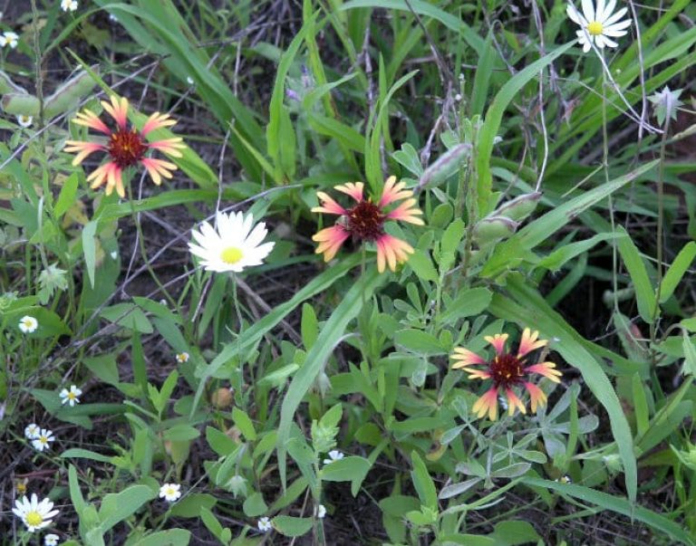 1489001115Prairie-gaillardia-Gaillardia-aestivalis-var-aestivalis-form4.jpg