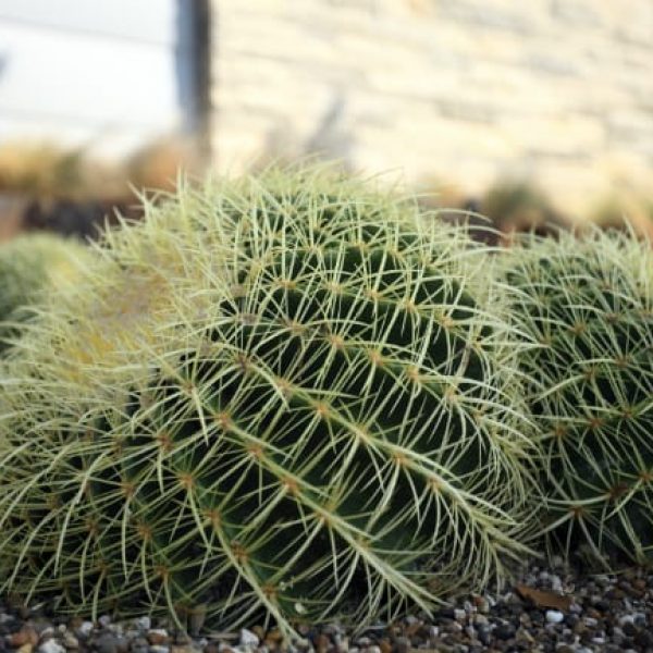 1489001322Golden-barrel-cactus-Echinocactus-grisonii-detail-Inverness-EP-10-2015.jpg
