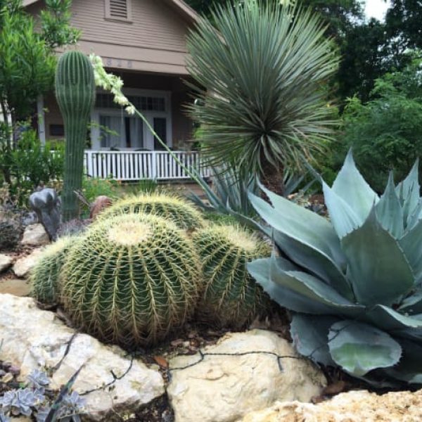 1489001334Golden-barrel-cactus-Echinocactus-grusonii-form-bmw.jpg