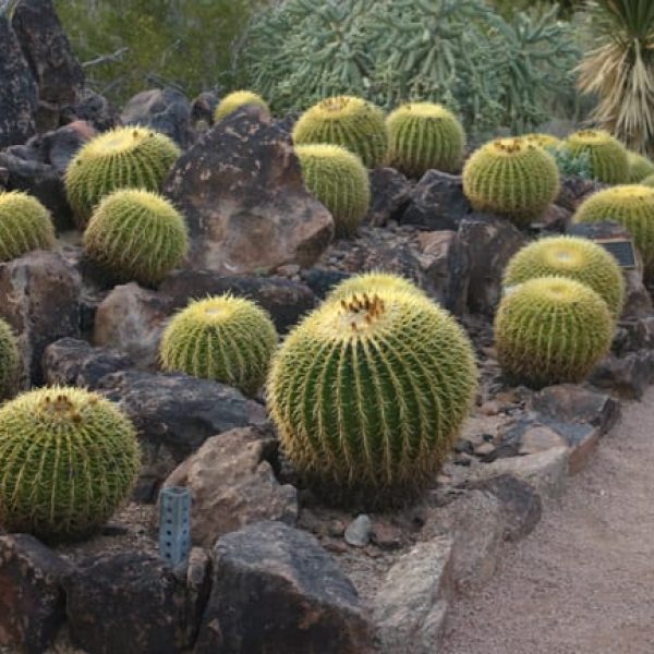 1489001339Golden-Barrel-Cactus-Echinocactus-grusonii-form-Phoenix-Desert-Botanical.jpg