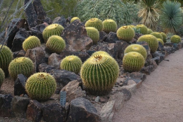 1489001339Golden-Barrel-Cactus-Echinocactus-grusonii-form-Phoenix-Desert-Botanical.jpg