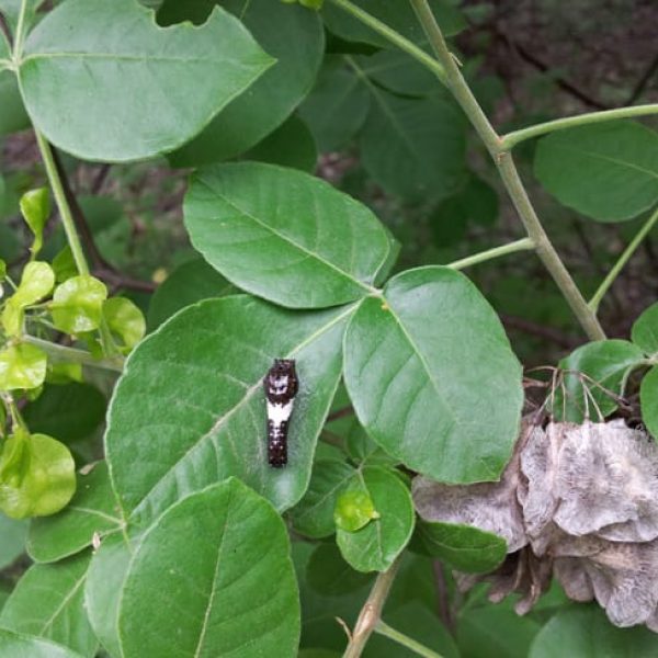 1489001947hoptree-ptelea-trifoliolata-20130414-detail-with-giant-swallowtail-caterpillar.jpg