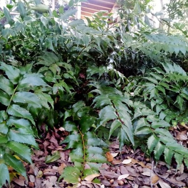 1489002446Holly-Fern-Cyrtomium-falcatum-detail.jpg