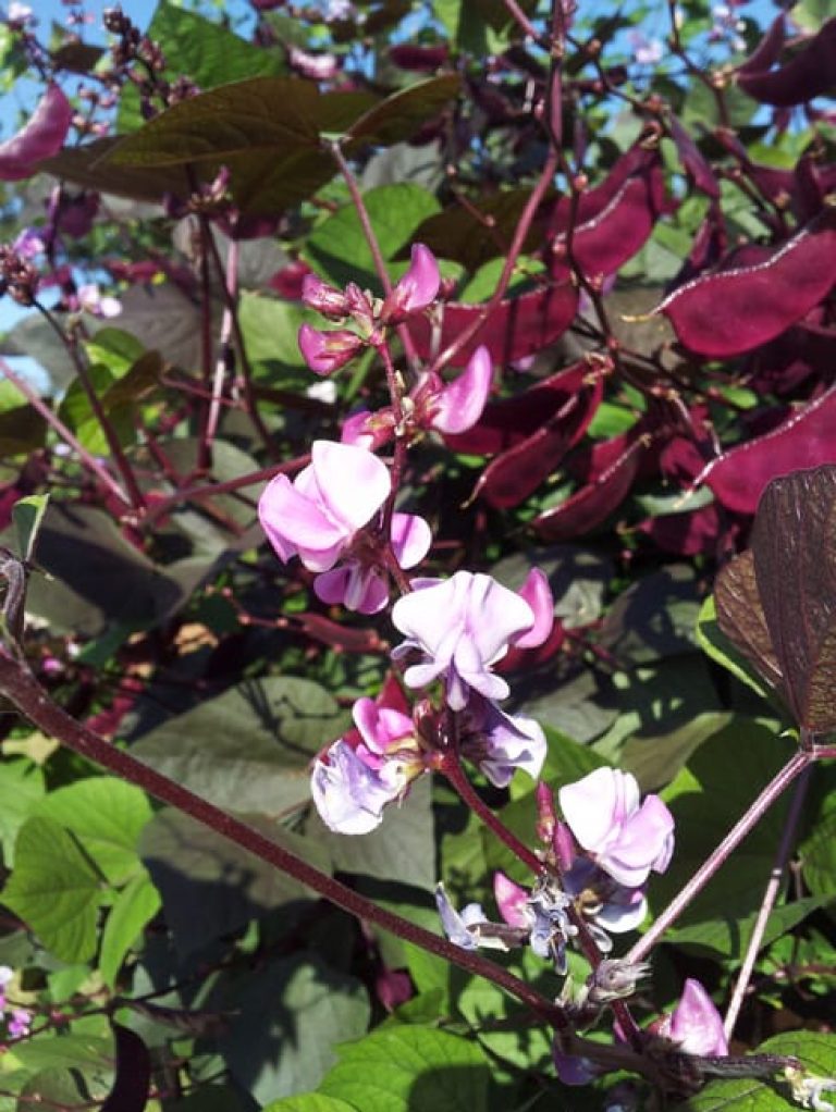 1489002755hyacinth-bean-dolichos-lablab-detail.jpg