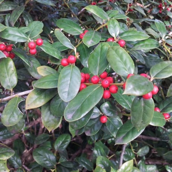 1489002757Dwarf-Burford-Holly-Ilex-cornuta-detail-leaf-with-berries-2.jpg