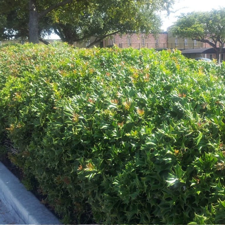 1489003361Chinese-Holly-Ilex-cornuta-form-hedge-2.jpg