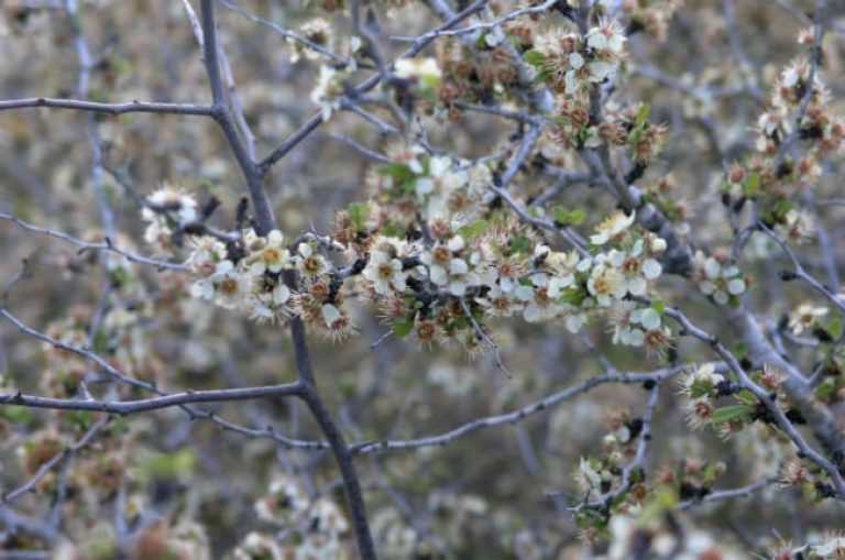 1489003457Peachbush-Prunus-texana-flowers.jpg