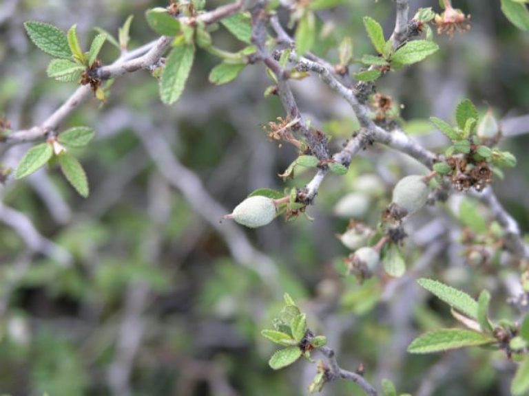 1489003461Peachbush-Prunus-texana-fruit-detail.jpg