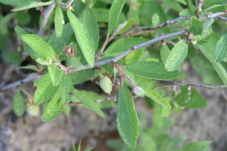 1489003467Peachbush-Prunus-texana-leaf-detail.jpg