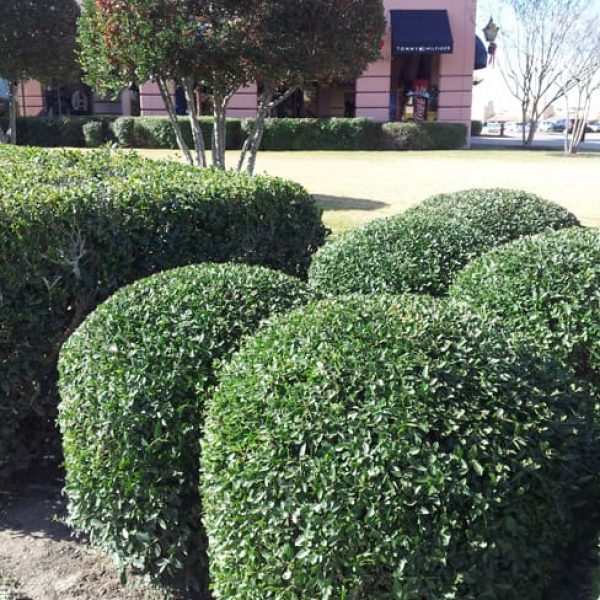 1489003562holly-dwarf-yaupon-ilex-vomitoria-nana-form.jpg