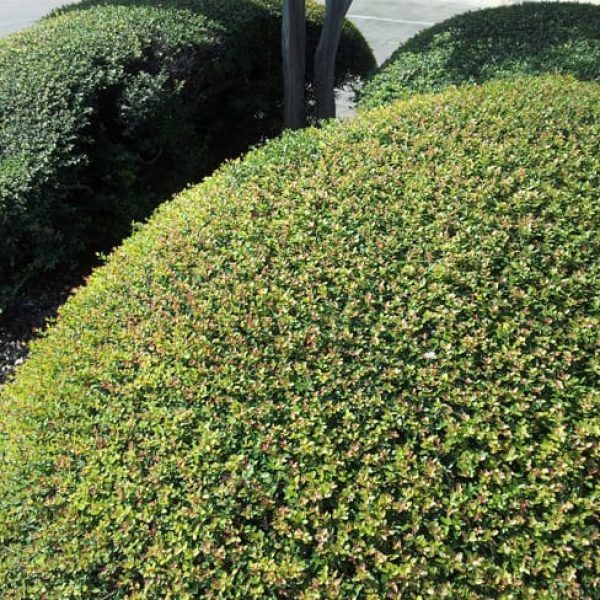 1489003565holly-yaupon-dwarf-ilex-vomitoria-nana-form3.jpg