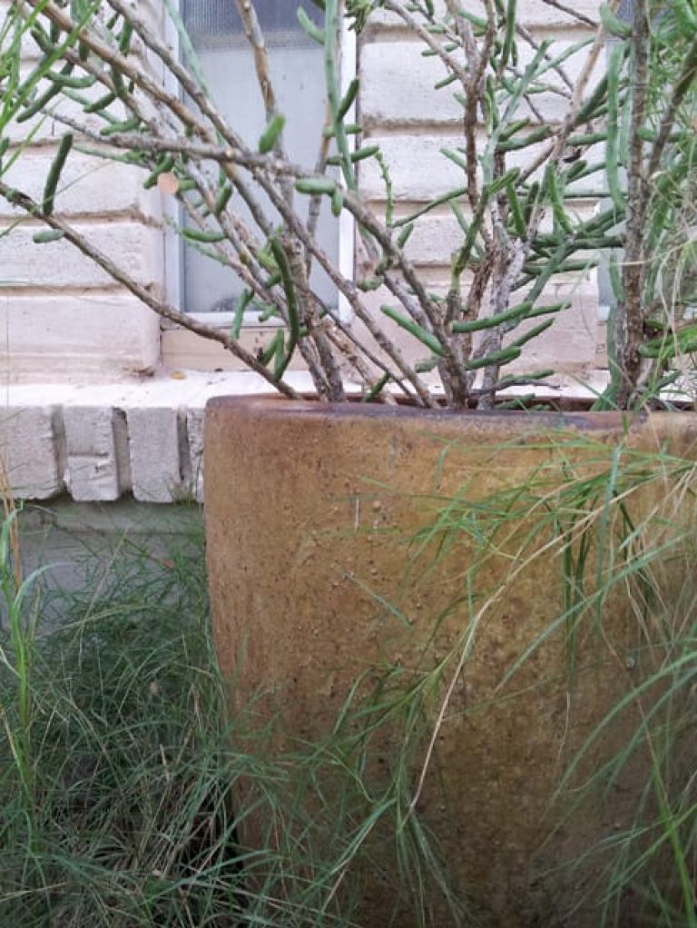 1489003601Pencil-Cactus-Cylindropuntia-leptocaulis-form.jpg