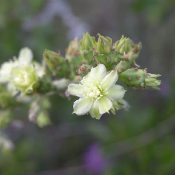 1489003604Pencil-Cactus-Cylindropunctia-leptocaulis-flower-detail.jpg