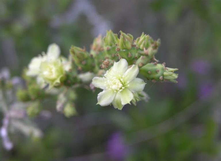 1489003604Pencil-Cactus-Cylindropunctia-leptocaulis-flower-detail.jpg
