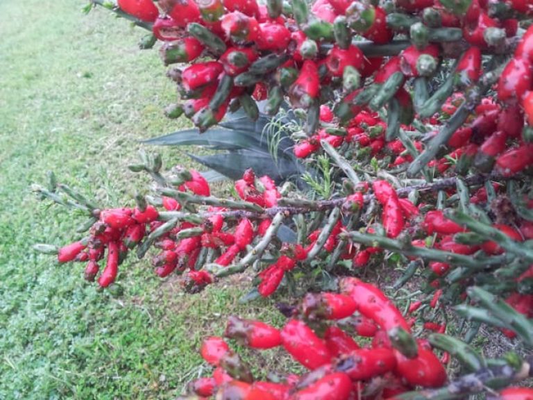 1489003608Pencil-Cactus-Cylindropuntia-leptocaulis-detail-fruit-in-rain.jpg