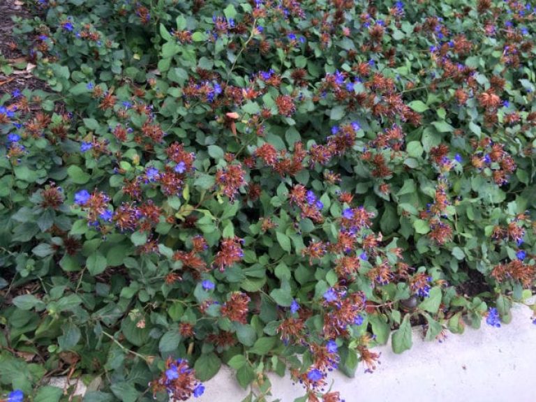 1489004103dwarf-plumbago-form-detail.jpg