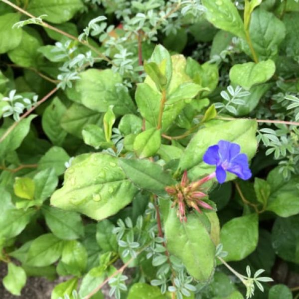 1489004111Plumbago-Dwarf-Ceratostigma-plumbaginoides-detail-flower.jpg