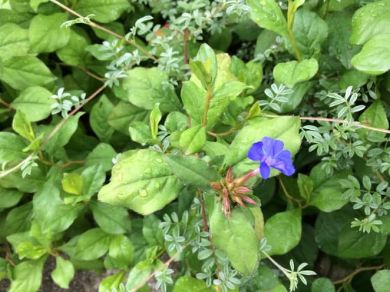 1489004111Plumbago-Dwarf-Ceratostigma-plumbaginoides-detail-flower.jpg