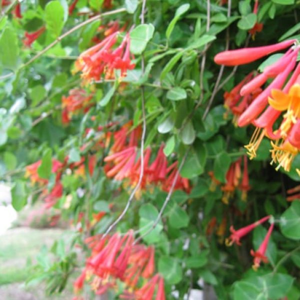 1489004238CORAL-HONEYSUCKLE-lonicera-sempervirens-detail.jpg