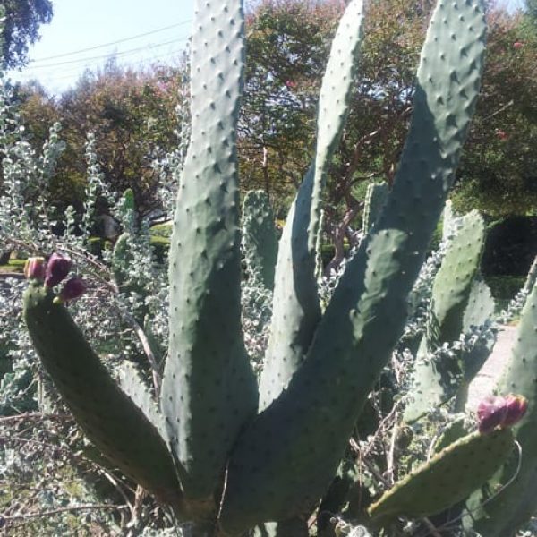 1489004383Prickly-Pear-Cows-Tongue-Opuntia-engellamnnii-var.-linguiformis-form.jpg