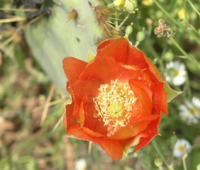 1489004553Prickly-Pear-Opuntia-lindheimeri-orange-detail.jpg