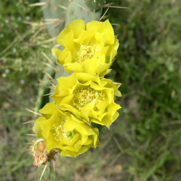 1489004557Prickly-Pear-Opuntia-lindheimeri-yellow-detail.jpg