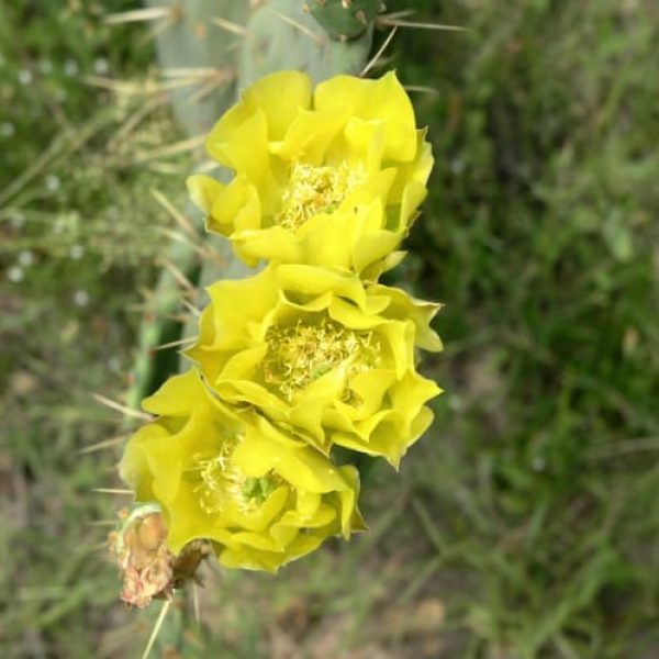 1489004557Prickly-Pear-Opuntia-lindheimeri-yellow-detail.jpg