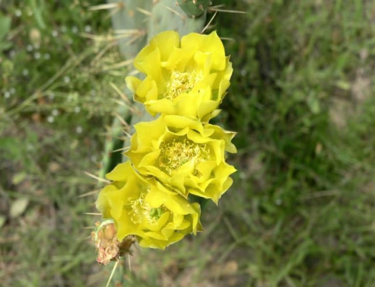 1489004557Prickly-Pear-Opuntia-lindheimeri-yellow-detail.jpg