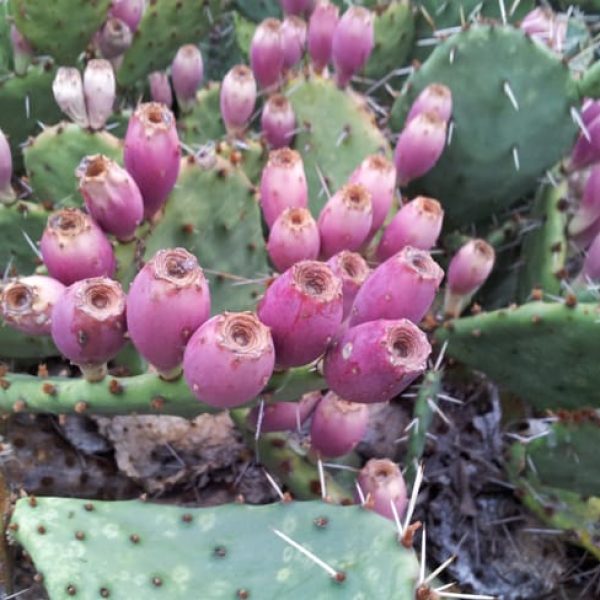 1489004560Prickly-pear-Opuntia-sp-detail-fruit-2014.jpg