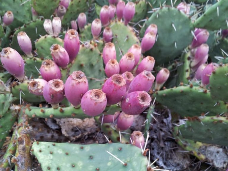 1489004560Prickly-pear-Opuntia-sp-detail-fruit-2014.jpg