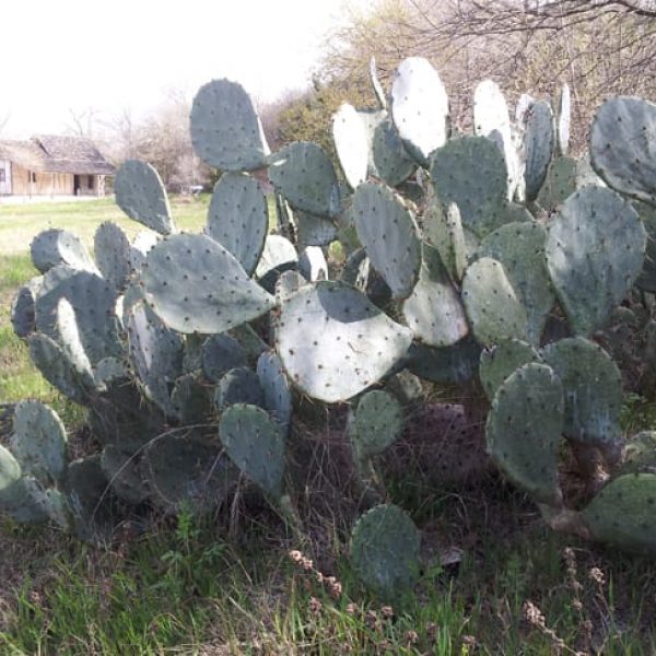 1489004563Prickly-Pear-Texas-Opuntia-engelmanii-form-sabg-lawn.jpg