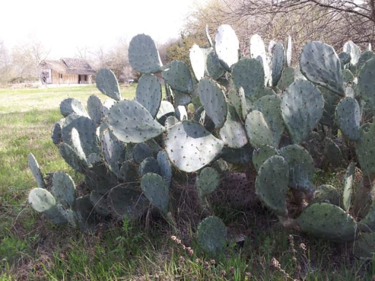 1489004563Prickly-Pear-Texas-Opuntia-engelmanii-form-sabg-lawn.jpg
