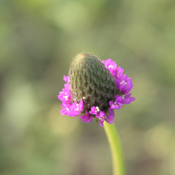 1489004747Clover-Purple-Prairie-Dalea-purpurea-purpurea-flower-detail.JPG