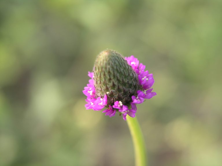 1489004747Clover-Purple-Prairie-Dalea-purpurea-purpurea-flower-detail.JPG