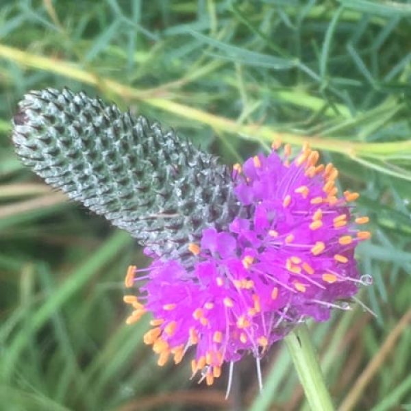 1489004821purple-prairie-clover-dalea-purpurea-flower-detail.JPG