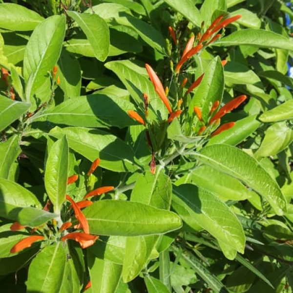 1489005072Honeysuckle-Mexican-Justicia-spicigera-detail.jpg