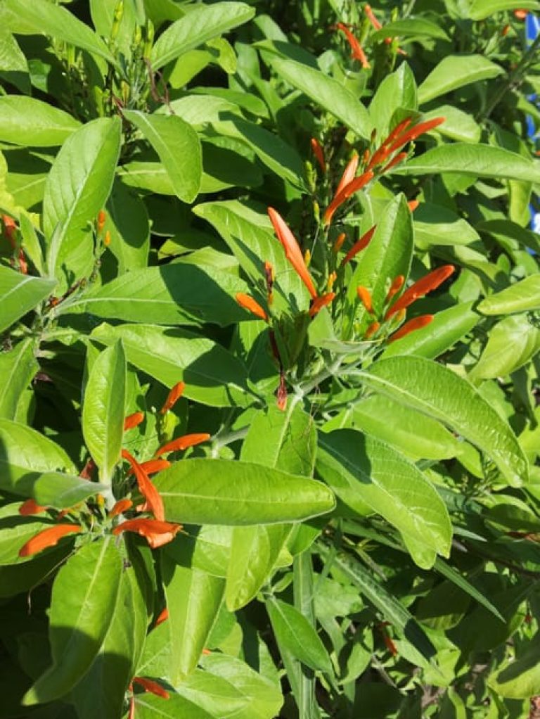1489005072Honeysuckle-Mexican-Justicia-spicigera-detail.jpg