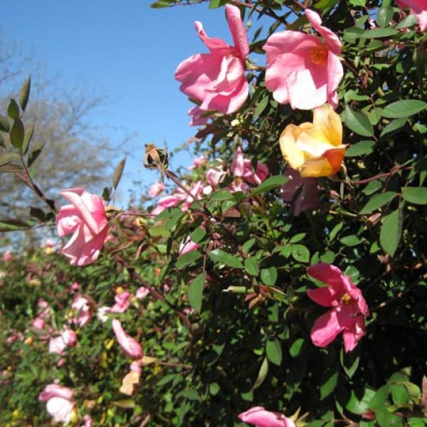 1489005484Rose-Mutabilis-Rose-Rosa-x-Mutabilis-detail.jpg