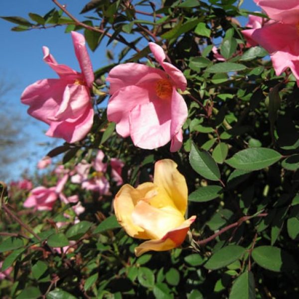 1489005488rose-Mutabilis-Rose-Rosa-x-Mutabilis-flower-detail.jpg