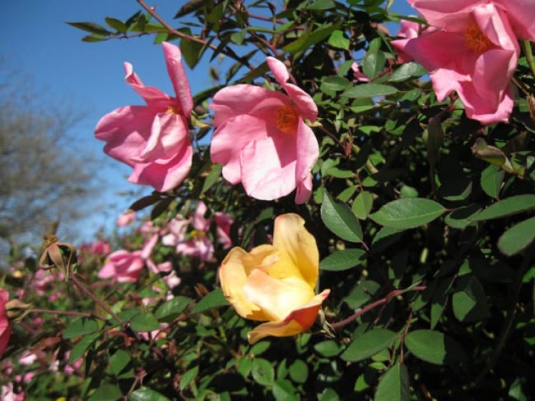 1489005488rose-Mutabilis-Rose-Rosa-x-Mutabilis-flower-detail.jpg