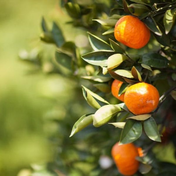 1489005781Satsuma-Citrus-reticulata-detail.jpg