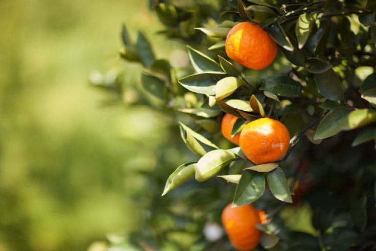 1489005781Satsuma-Citrus-reticulata-detail.jpg