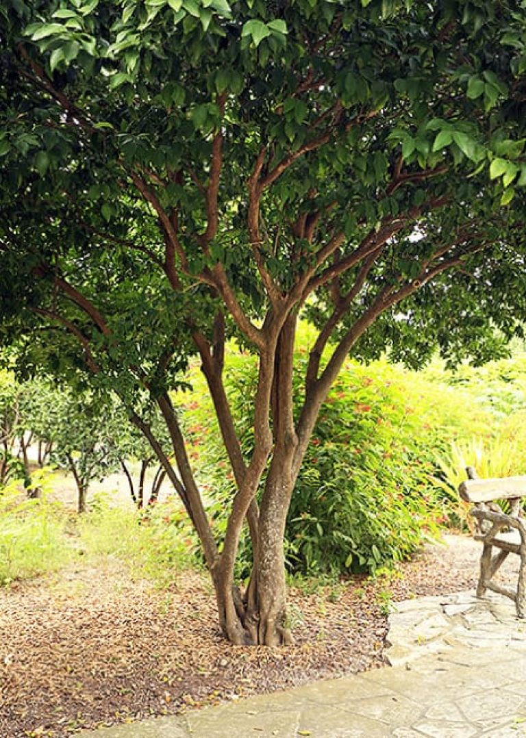 1489005785Satsuma-citrus-reticulata-form-SABG-EP.jpg