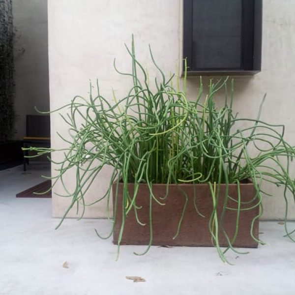 1489006257Slipper-Plant-Pedilanthes-macrocarpus-form-container.jpg