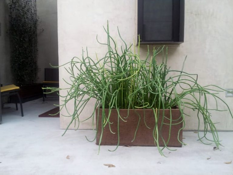 1489006257Slipper-Plant-Pedilanthes-macrocarpus-form-container.jpg