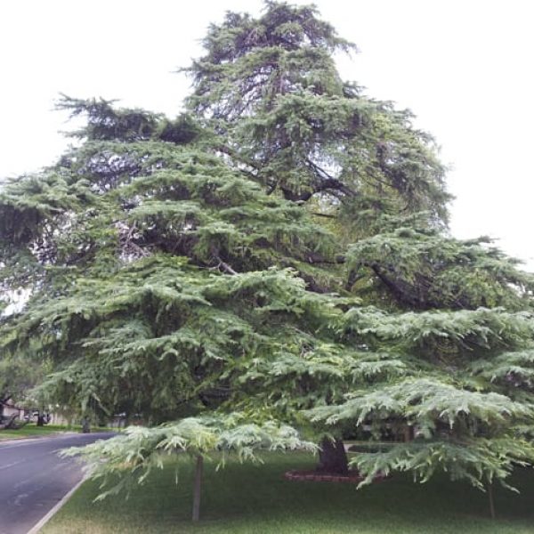 1489010526Deodar-cedar-Cedrus-deodara-form-sprawling-oak-park.jpg