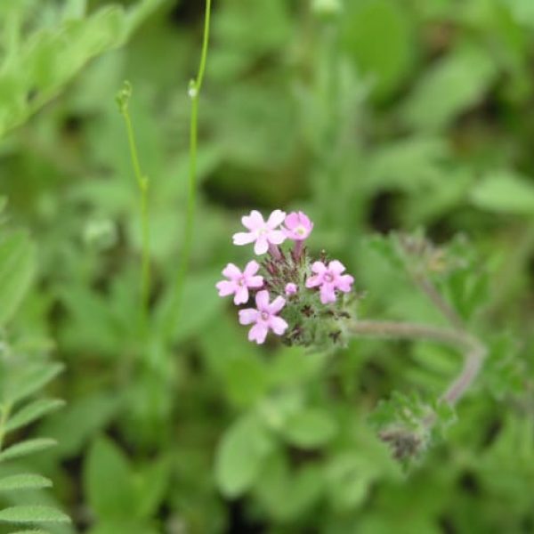 1489061177Low-Verbena-Glandularia-pumila-flower2.jpg