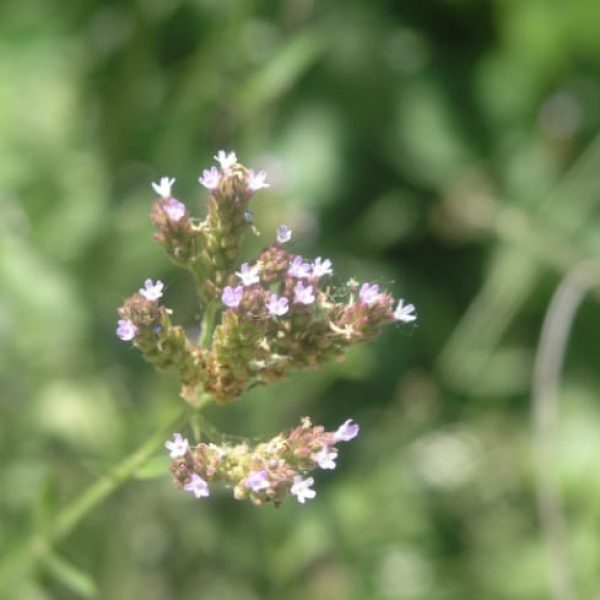 1489061181Low-Verbena-Glandularia-pumila-flower.jpg